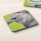Harpy Eagle 2.JPG コースター (左側)
