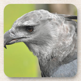 Harpy Eagle 2.JPG コースター