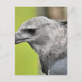 Harpy Eagle 2.JPG ポストカード (正面)