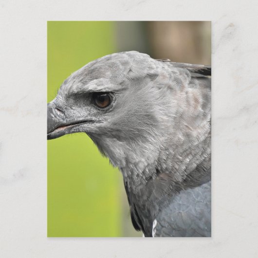 Harpy Eagle 2.JPG ポストカード (正面)