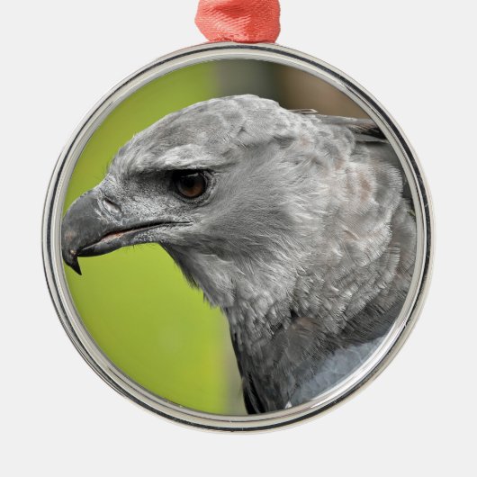 Harpy Eagle 2.JPG メタルオーナメント (正面)