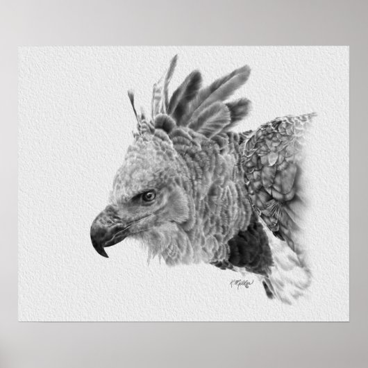 Harpy Eagle Drawing ポスター (正面)