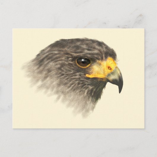 Harris Hawk – ミックスミディアムポストカード ポストカード (正面)