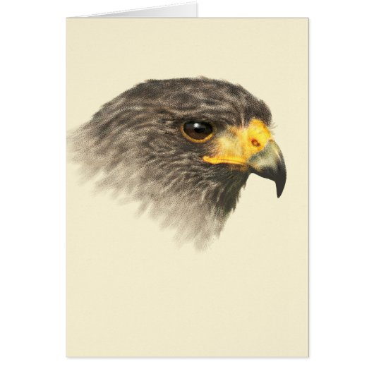 Harris Hawk – 混合中 (正面)