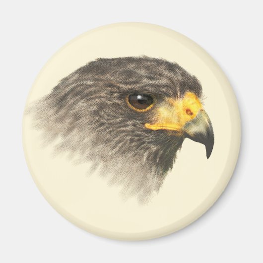 Harris Hawk – 混合中 マグネット (正面)