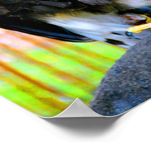 Harris Hawk Bird Of Prey ポスター (角)