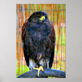 Harris Hawk Bird Of Prey ポスター (正面)
