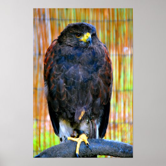 Harris Hawk Bird Of Prey ポスター (正面)