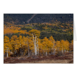 Hart Prairie Flagstaff （アリゾナ）