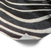 Hartmann's Mountain Zebra Profile at Fossil Rim ポスター (角)