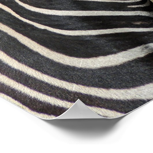 Hartmann's Mountain Zebra Profile at Fossil Rim ポスター (角)