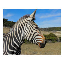 Hartmann's Mountain Zebra Profile at Fossil Rim