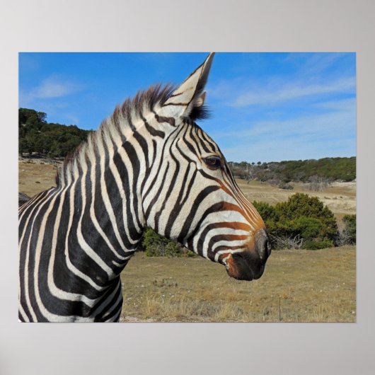 Hartmann's Mountain Zebra Profile at Fossil Rim ポスター (正面)