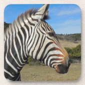Hartmann's Zebra Profile at Fossil Rim コースター (正面)
