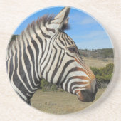 Hartmann's Zebra Profile at Fossil Rim コースター (正面)