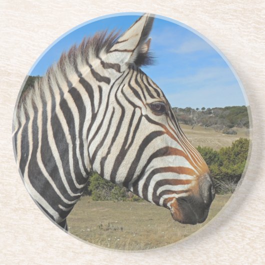 Hartmann's Zebra Profile at Fossil Rim コースター (正面)