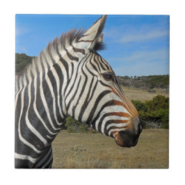 Hartmann's Zebra Profile at Fossil Rim タイル