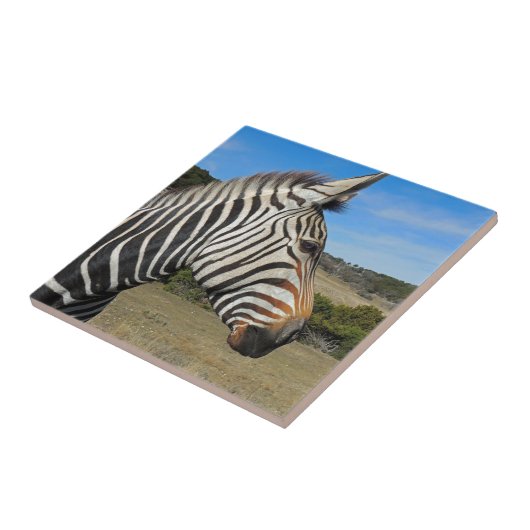 Hartmann's Zebra Profile at Fossil Rim タイル (側面)