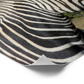 Hartmann's Zebra Profile at Fossil Rim ポスター (角)