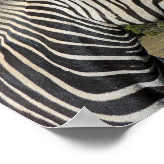 Hartmann's Zebra Profile at Fossil Rim ポスター (角)