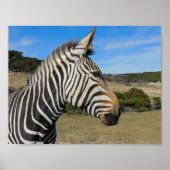 Hartmann's Zebra Profile at Fossil Rim ポスター (正面)