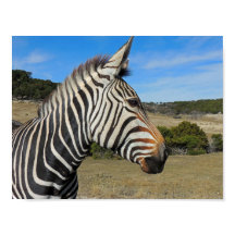 Hartmann's Zebra Profile at Fossil Rim