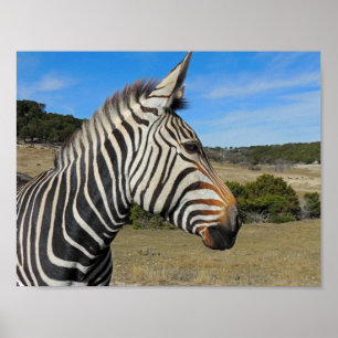 Hartmann's Zebra Profile at Fossil Rim ポスター