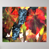 Harvest Time Grapes and Leaves ポスター (正面)