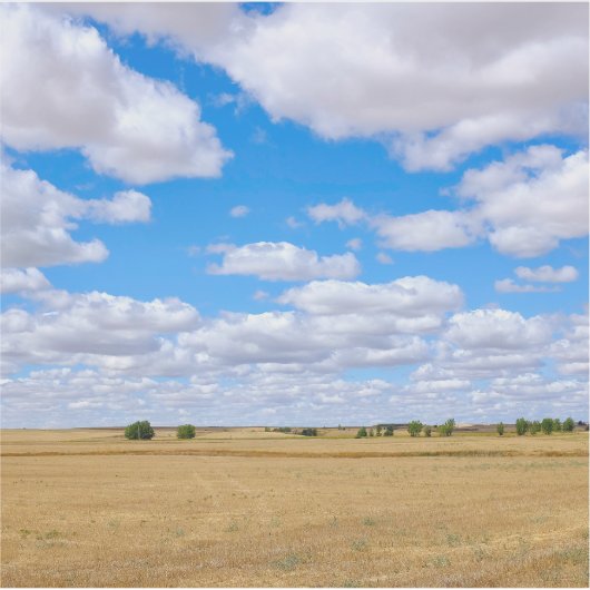 Harvested wheat fields  シール (正面)