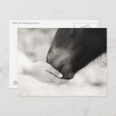 Häst Horse ポストカード (正面/裏面)