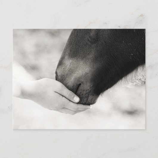 Häst Horse ポストカード (正面)