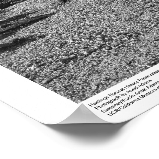 Hastings自然史予約 ポスター (角)