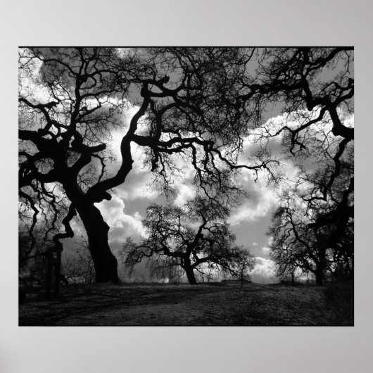 Haunting Black and White Trees ポスター (正面)