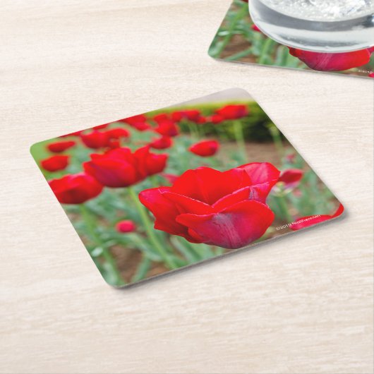 Hauptの球根、クローズアップ スクエアペーパーコースター (アングル)