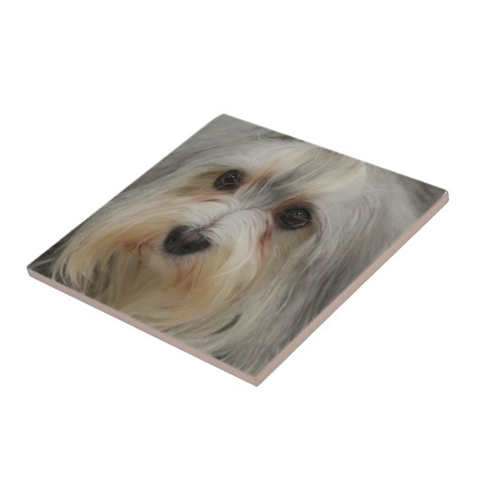 Havaneseのタイル タイル (側面)