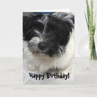 Havaneseの子犬の誕生日 カード