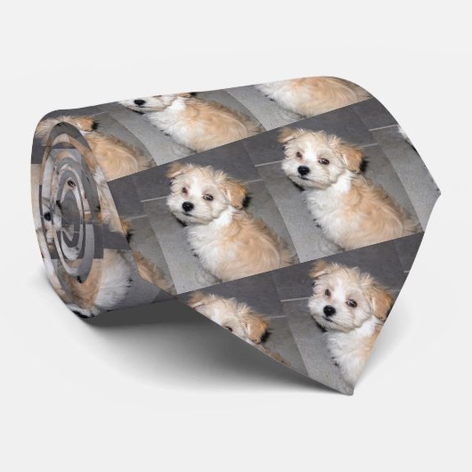 Havaneseの子犬 ネクタイ (ロール)