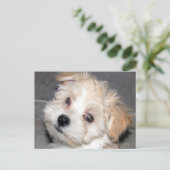 Havaneseの子犬 ポストカード (スタンド正面)