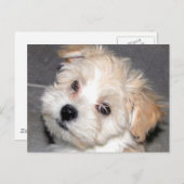 Havaneseの子犬 ポストカード (正面/裏面)