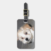 Havaneseの救助の子犬のタンベージュ色 ラゲッジタグ (正面縦)