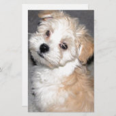 Havaneseの救助の子犬の日焼けの白 便箋 (正面/裏面)