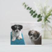 Havaneseの救助の子犬の白黒の灰色 ポストカード (スタンド正面)