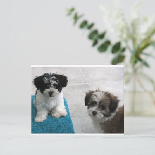 Havaneseの救助の子犬の白黒の灰色 ポストカード (スタンド正面)