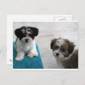 Havaneseの救助の子犬の白黒の灰色 ポストカード (正面/裏面)