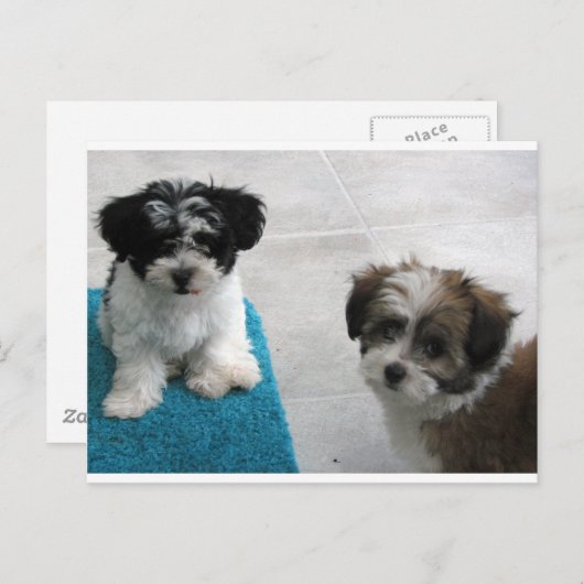 Havaneseの救助の子犬の白黒の灰色 ポストカード (正面/裏面)