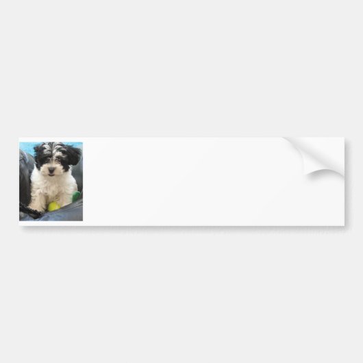 Havaneseの救助の子犬の白黒 バンパーステッカー (正面)