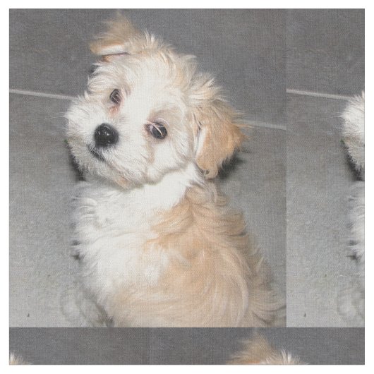 Havaneseの救助の子犬 ファブリック (クローズアップ)