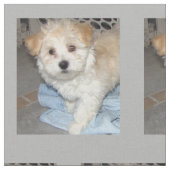 Havaneseの救助Puppt ファブリック (クローズアップ)