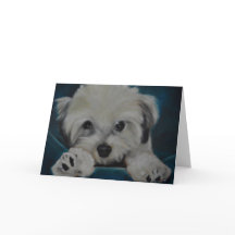 Havanese