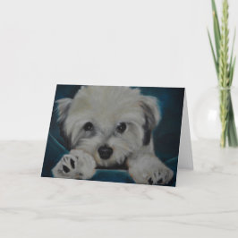 Havanese カード